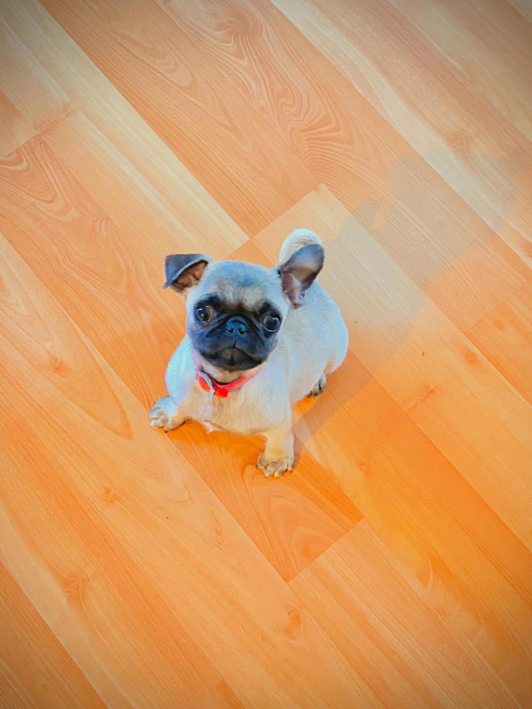 Rizzo, a fawn pug puppy, sitting on the studio floor